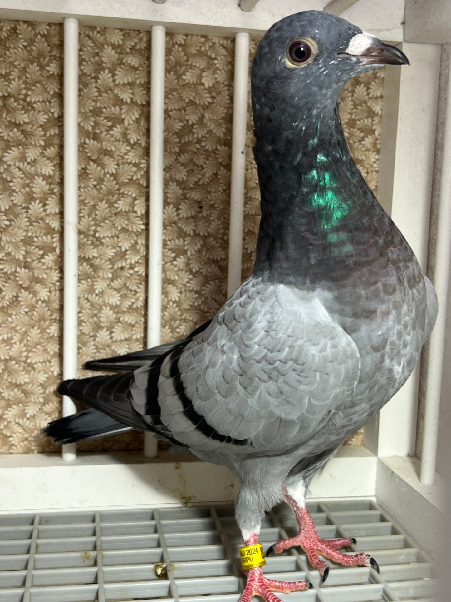 2024 Racing pigeon "AU 8278”