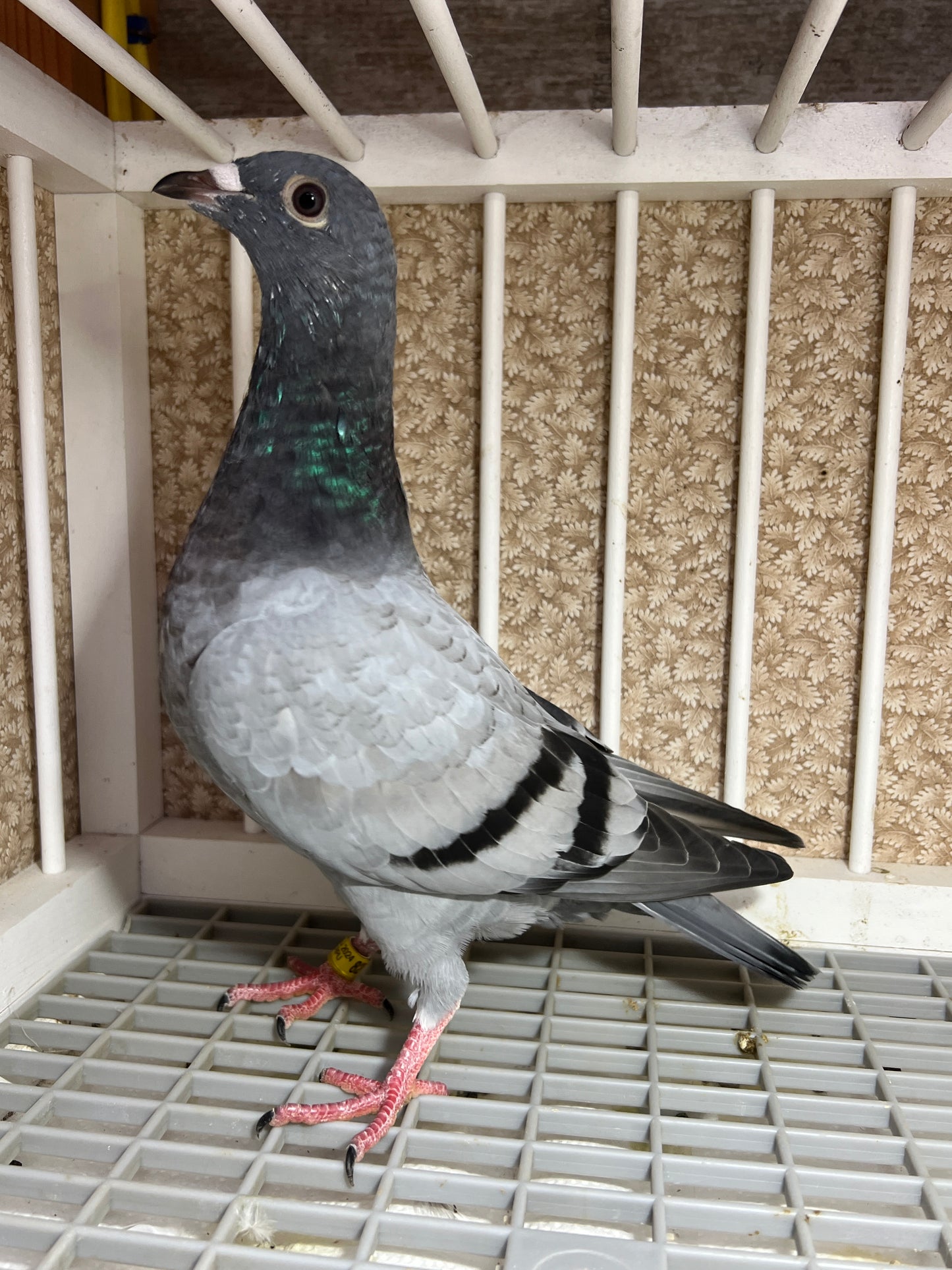 2024 Racing pigeon "AU 8278”