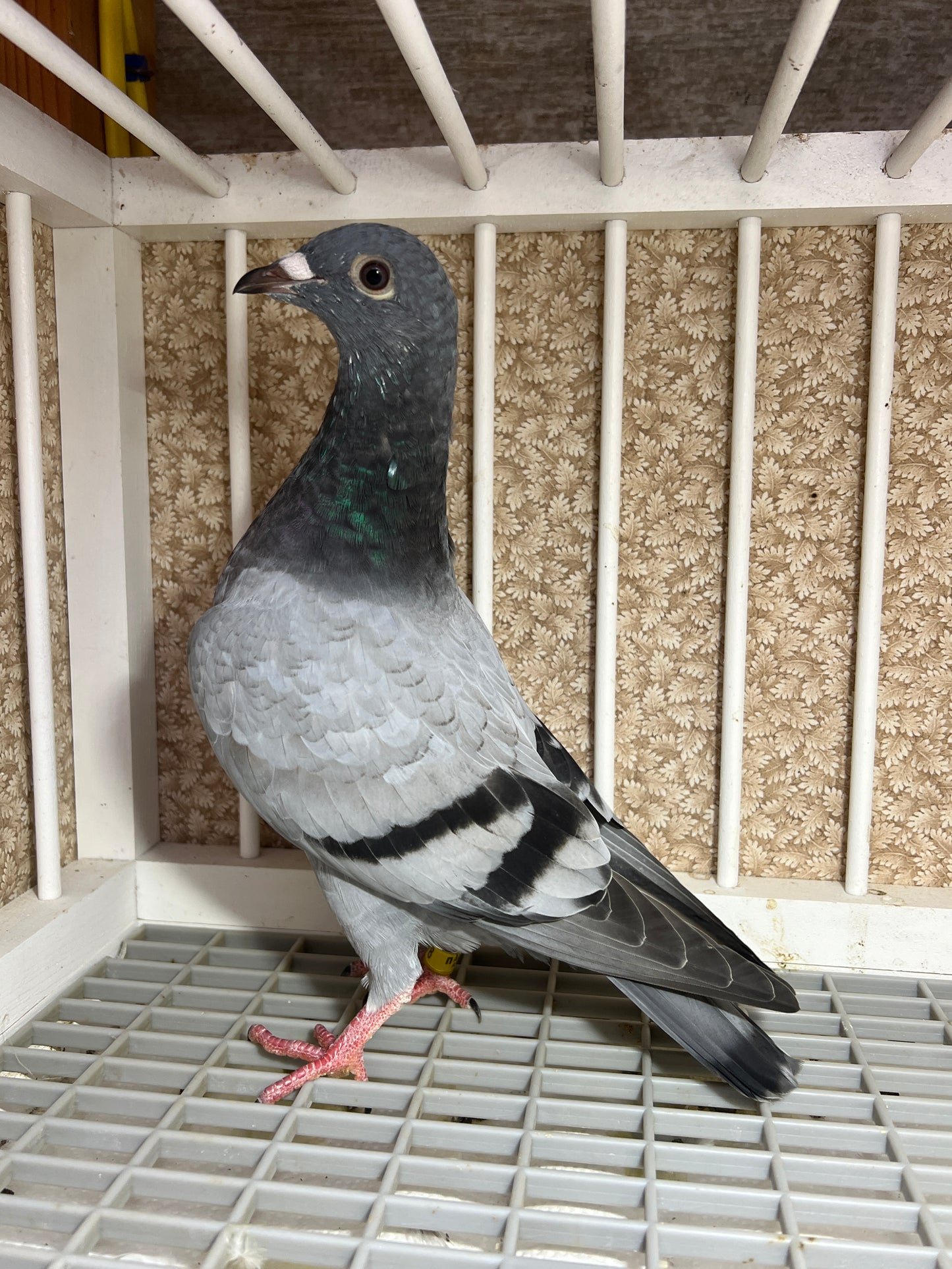 2024 Racing pigeon "AU 8278”