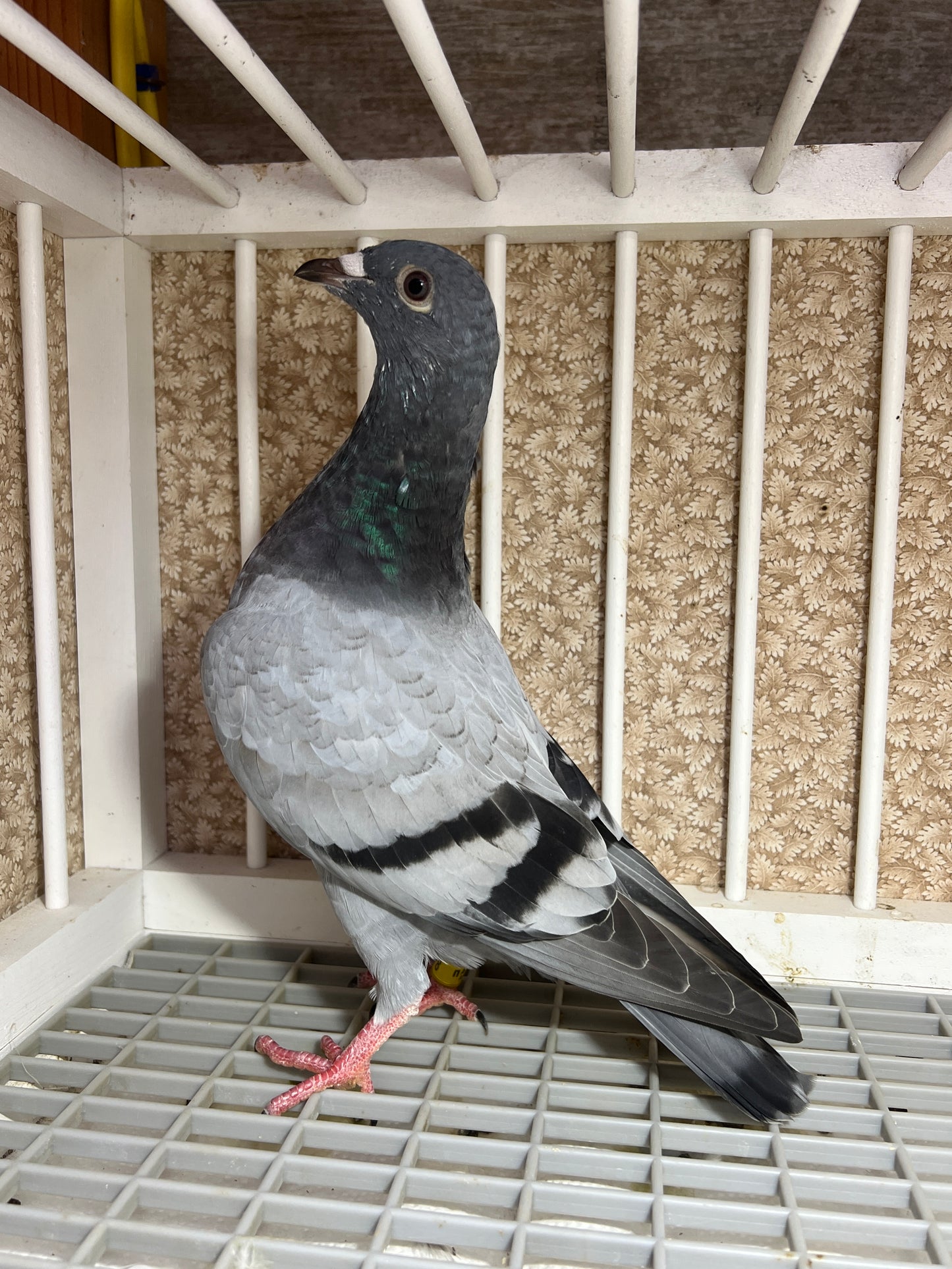 2024 Racing pigeon "AU 8278”