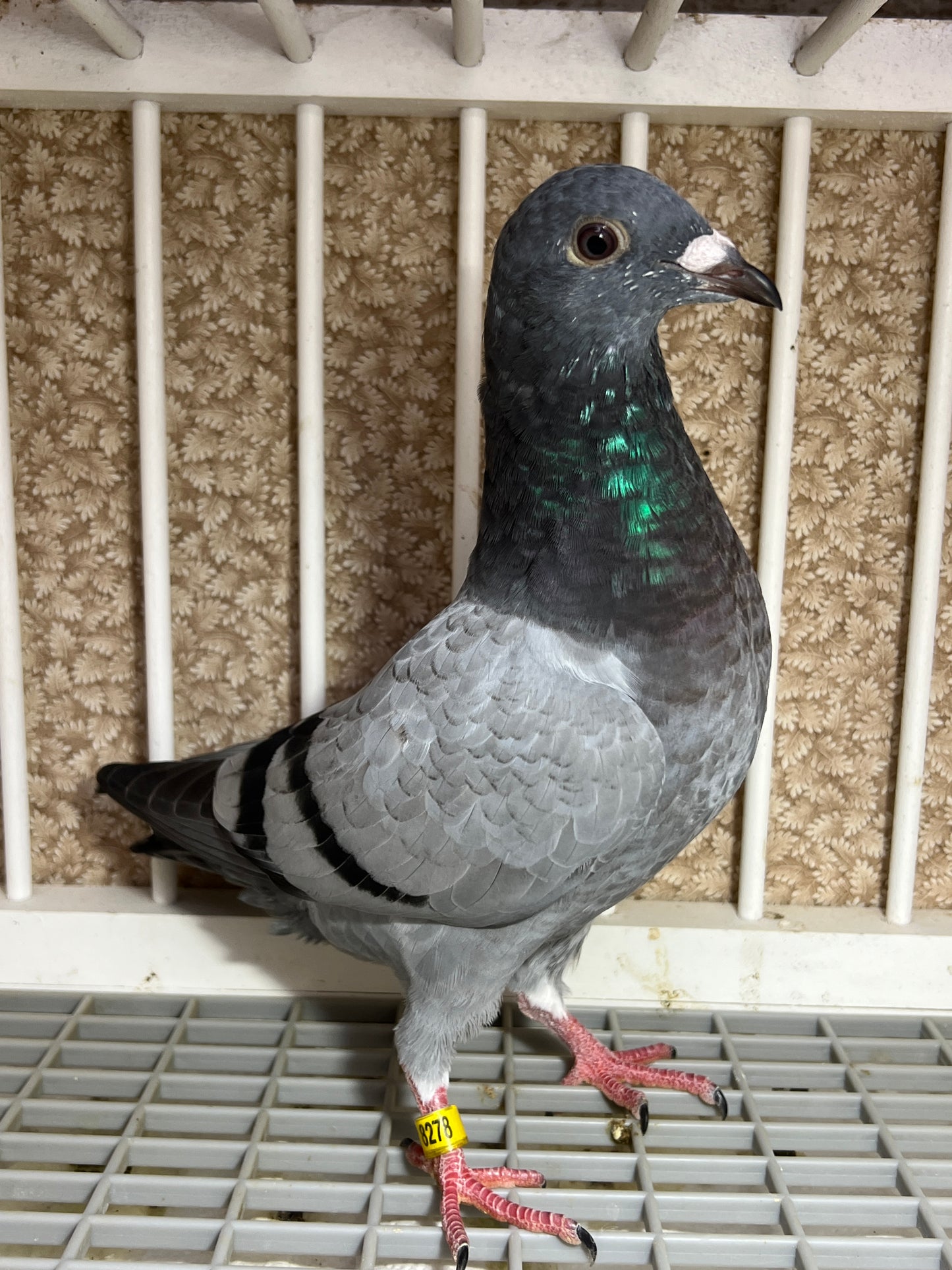 2024 Racing pigeon "AU 8278”