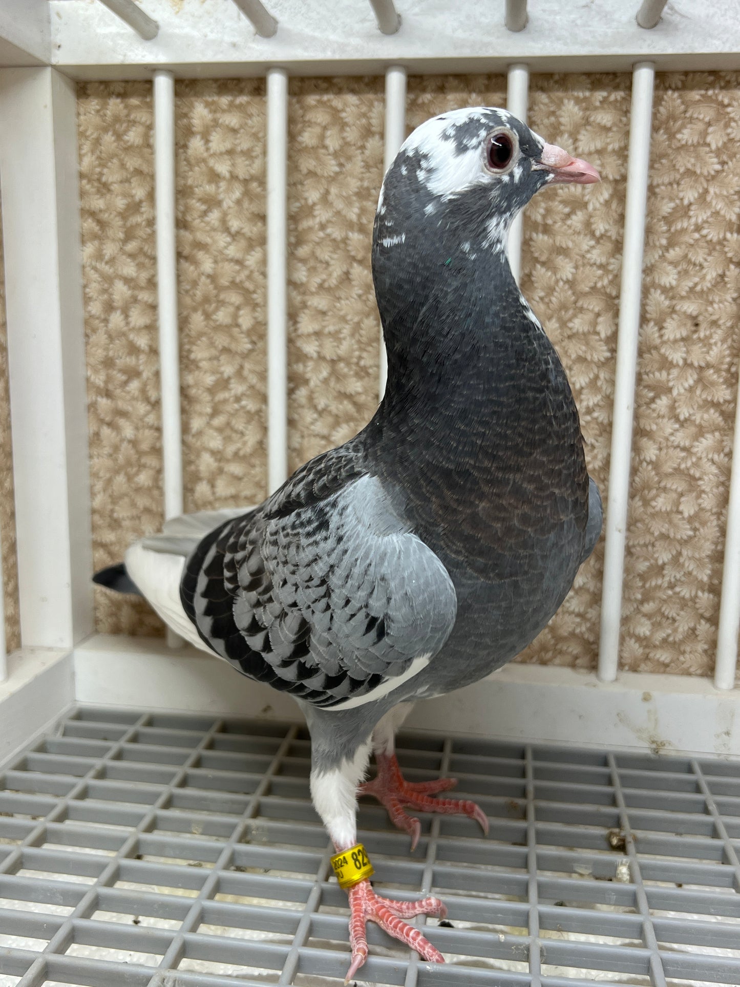 HVR Racing Pigeon "AU 8293"