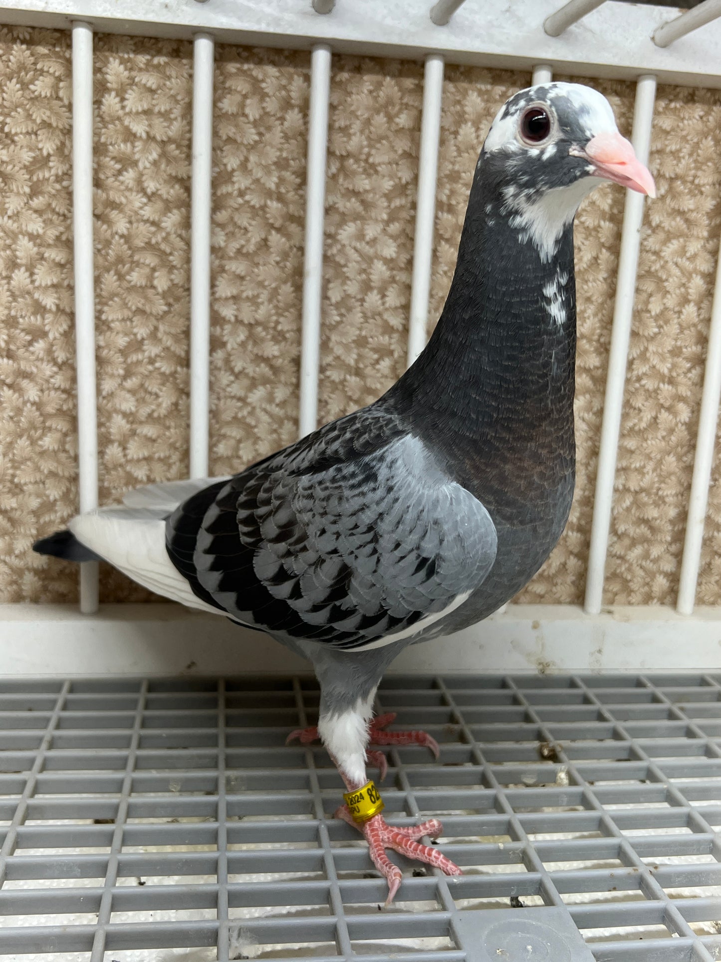 HVR Racing Pigeon "AU 8293"