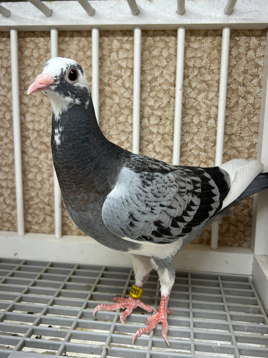 HVR Racing Pigeon "AU 8293"