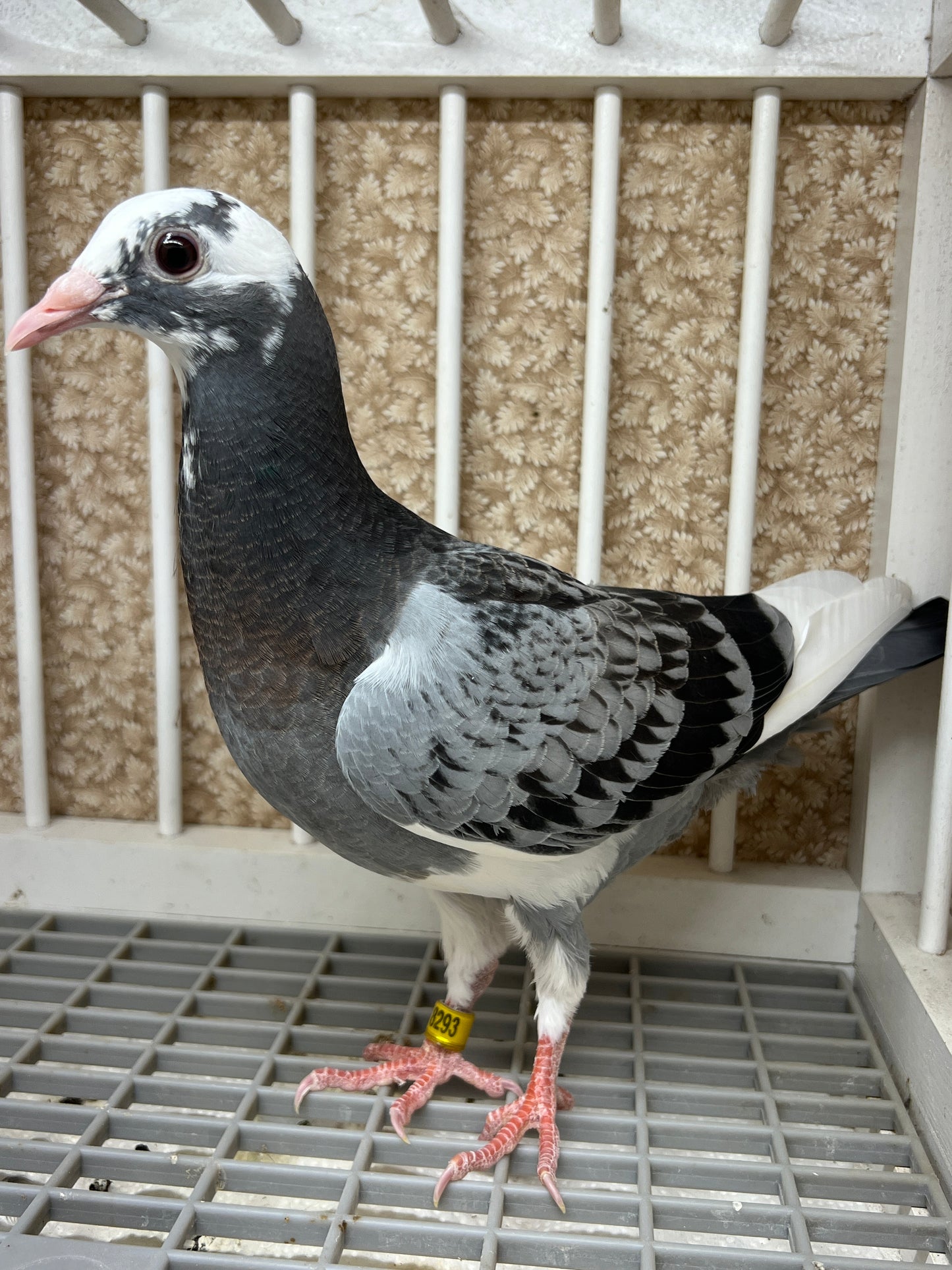 HVR Racing Pigeon "AU 8293"