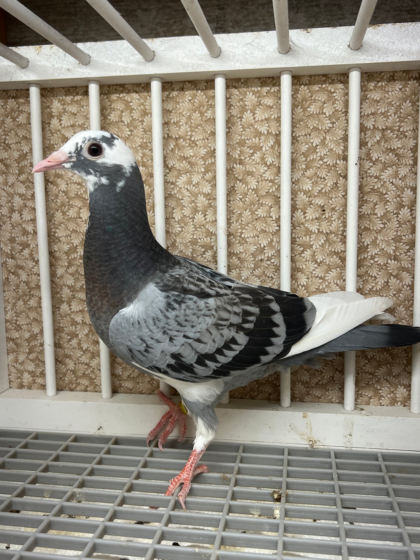 HVR Racing Pigeon "AU 8293"