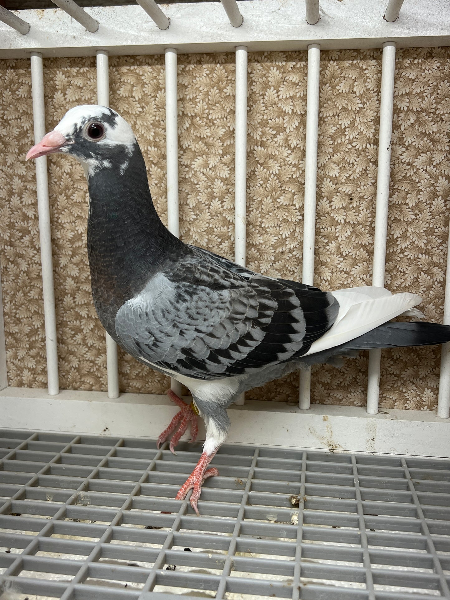 HVR Racing Pigeon "AU 8293"