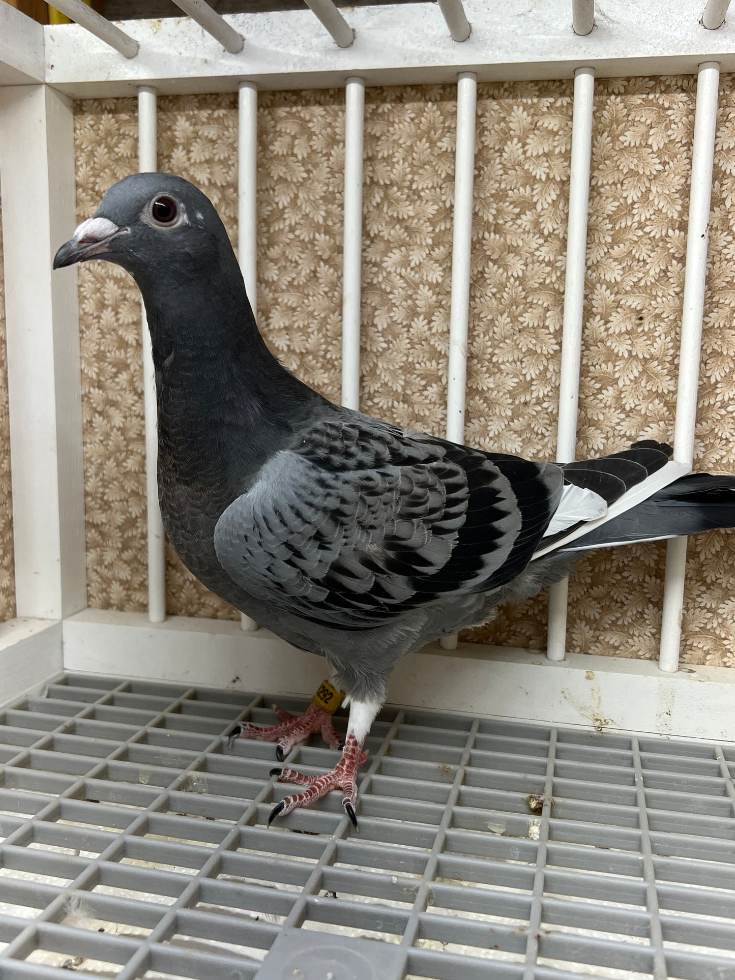 HVR Racing Pigeon "AU 8292"