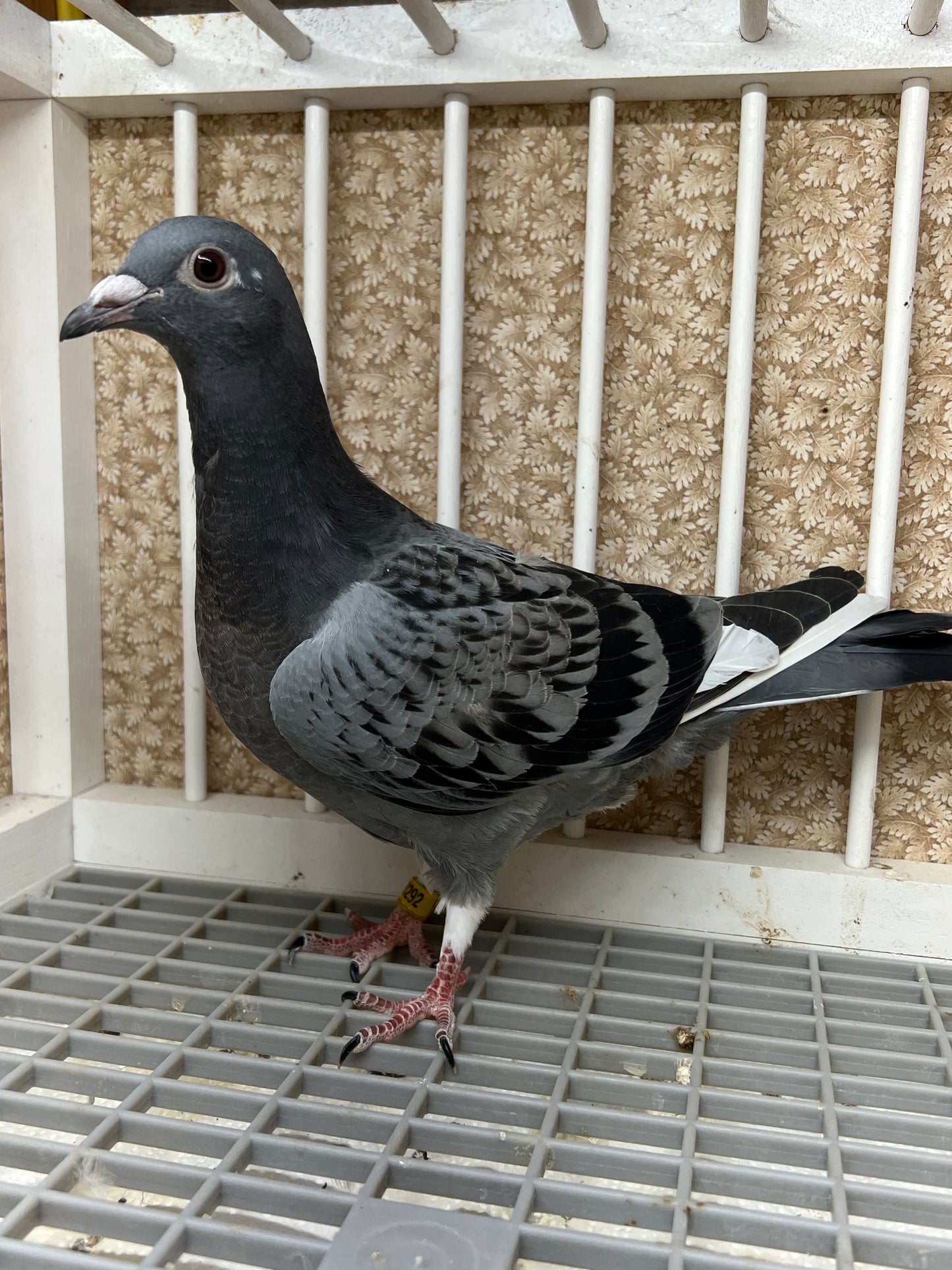 HVR Racing Pigeon "AU 8292"