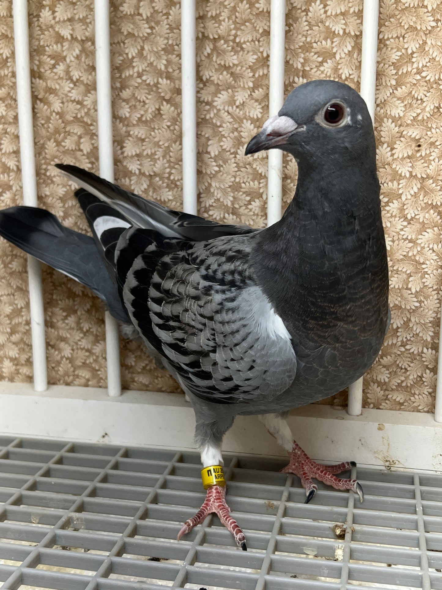 HVR Racing Pigeon "AU 8292"