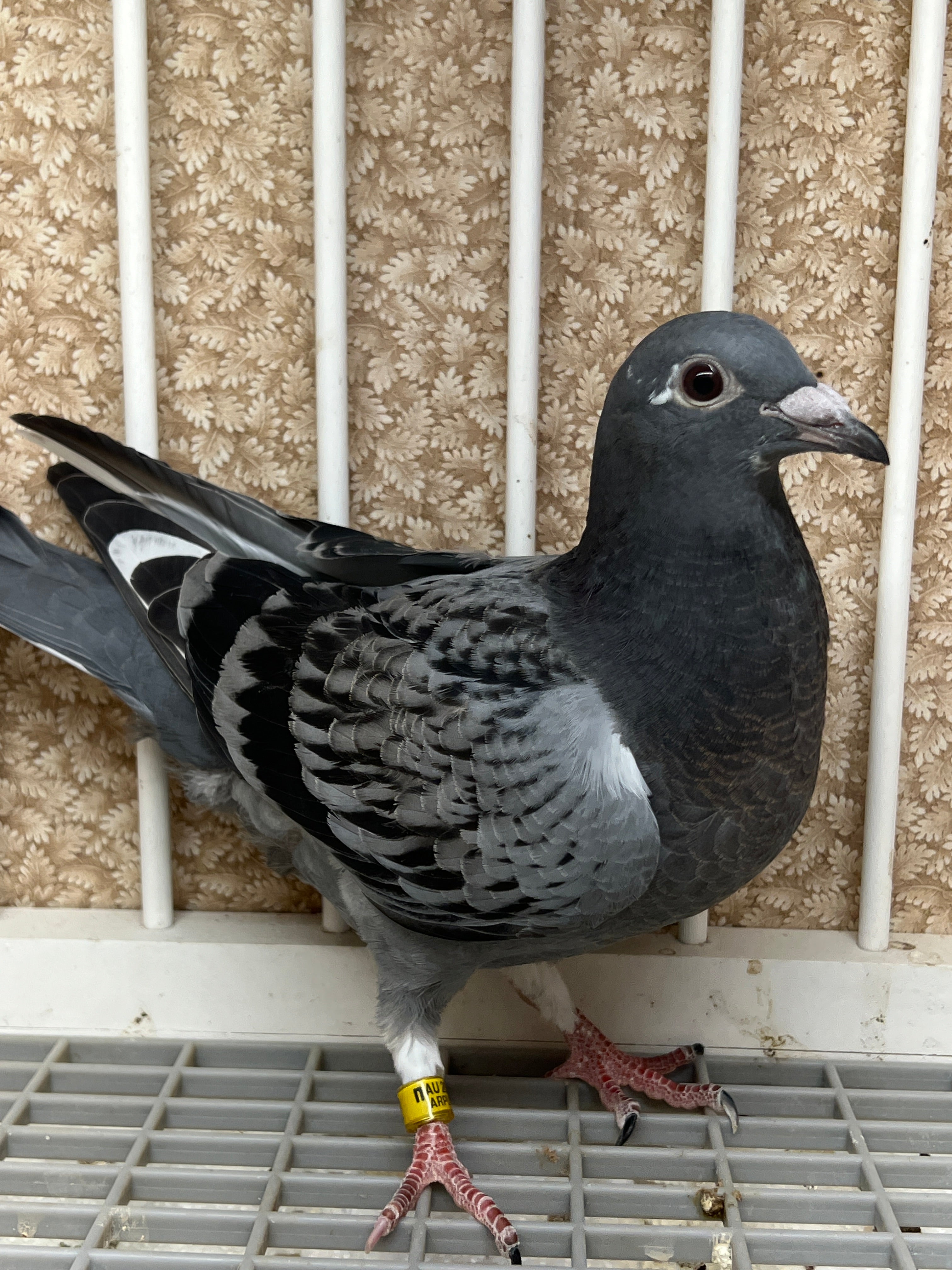 Racing pigeon with pedigree Rocky Ridge Pigeons