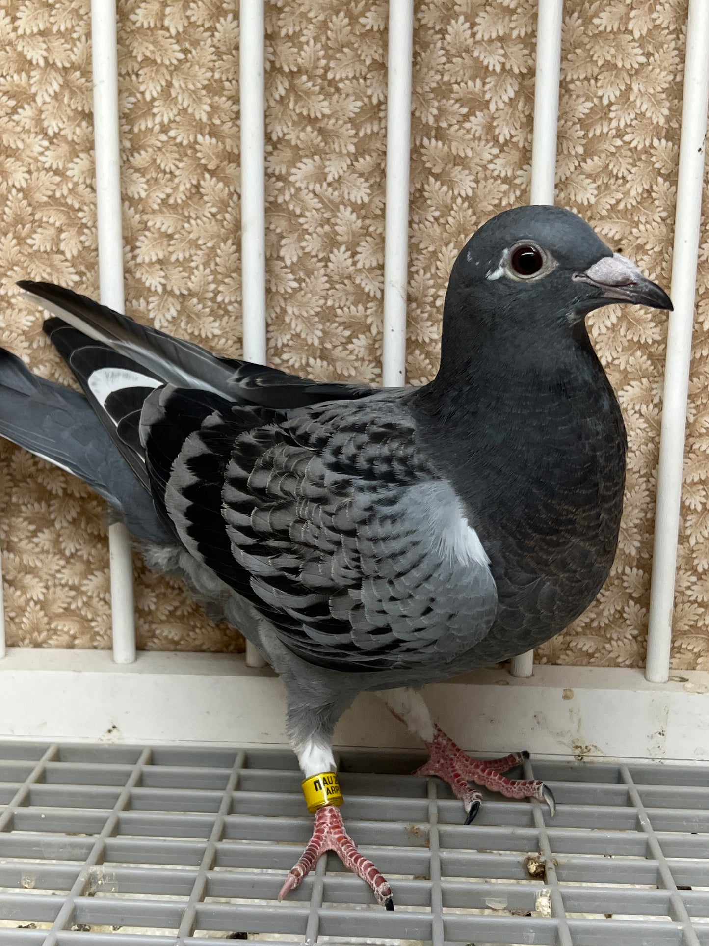 HVR Racing Pigeon "AU 8292"