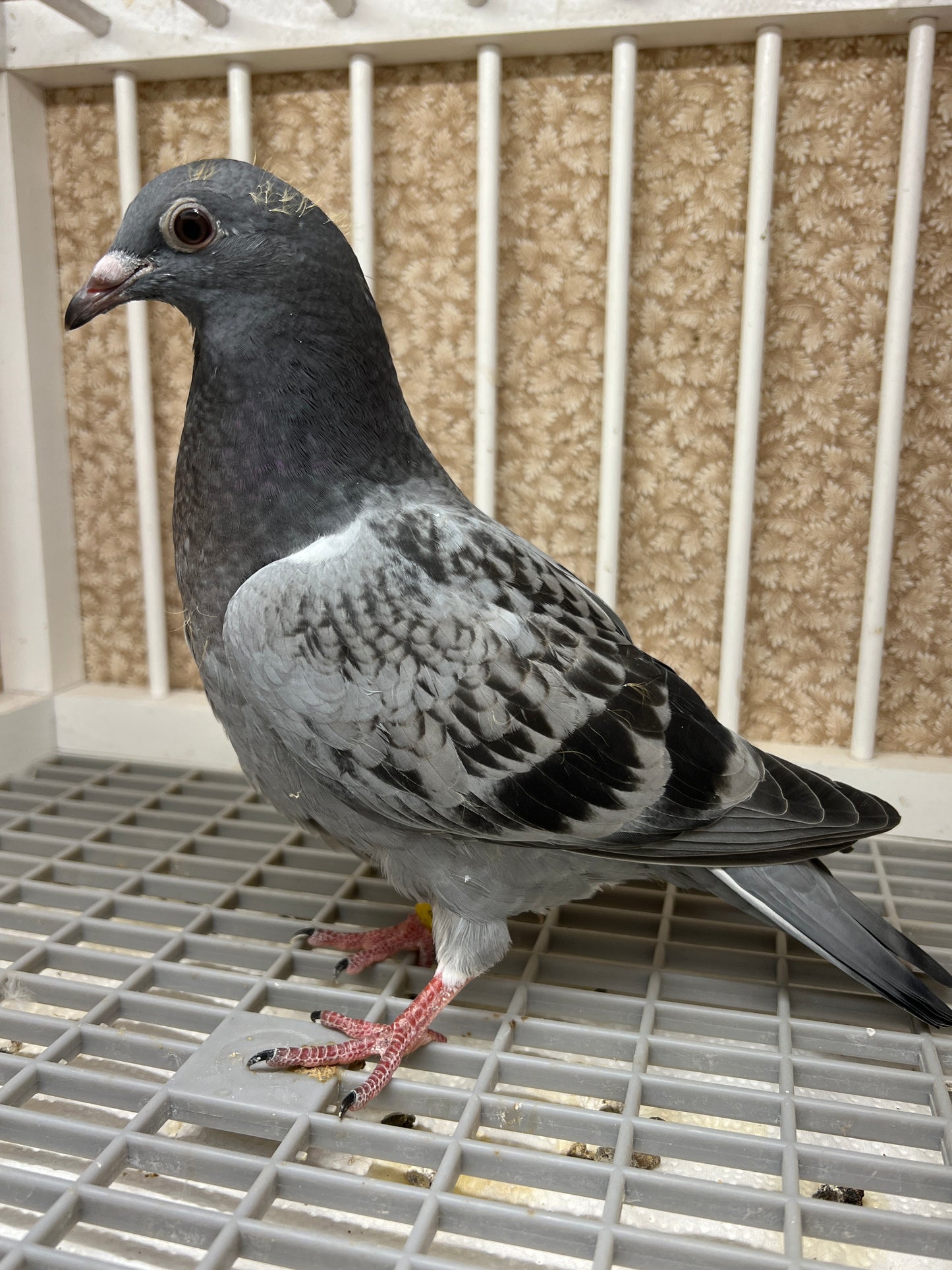 Kittel Racing Pigeon "ZORRO 85”