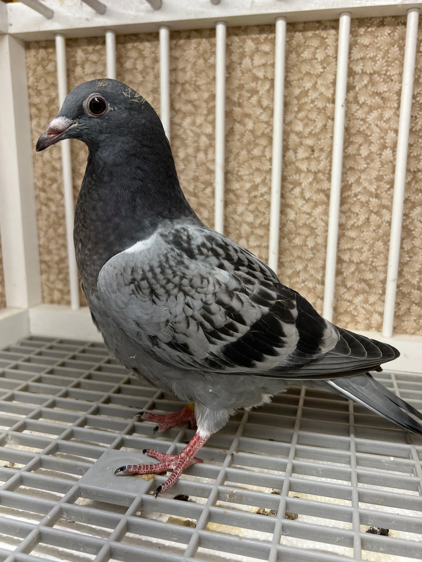 Kittel Racing Pigeon "ZORRO 85”