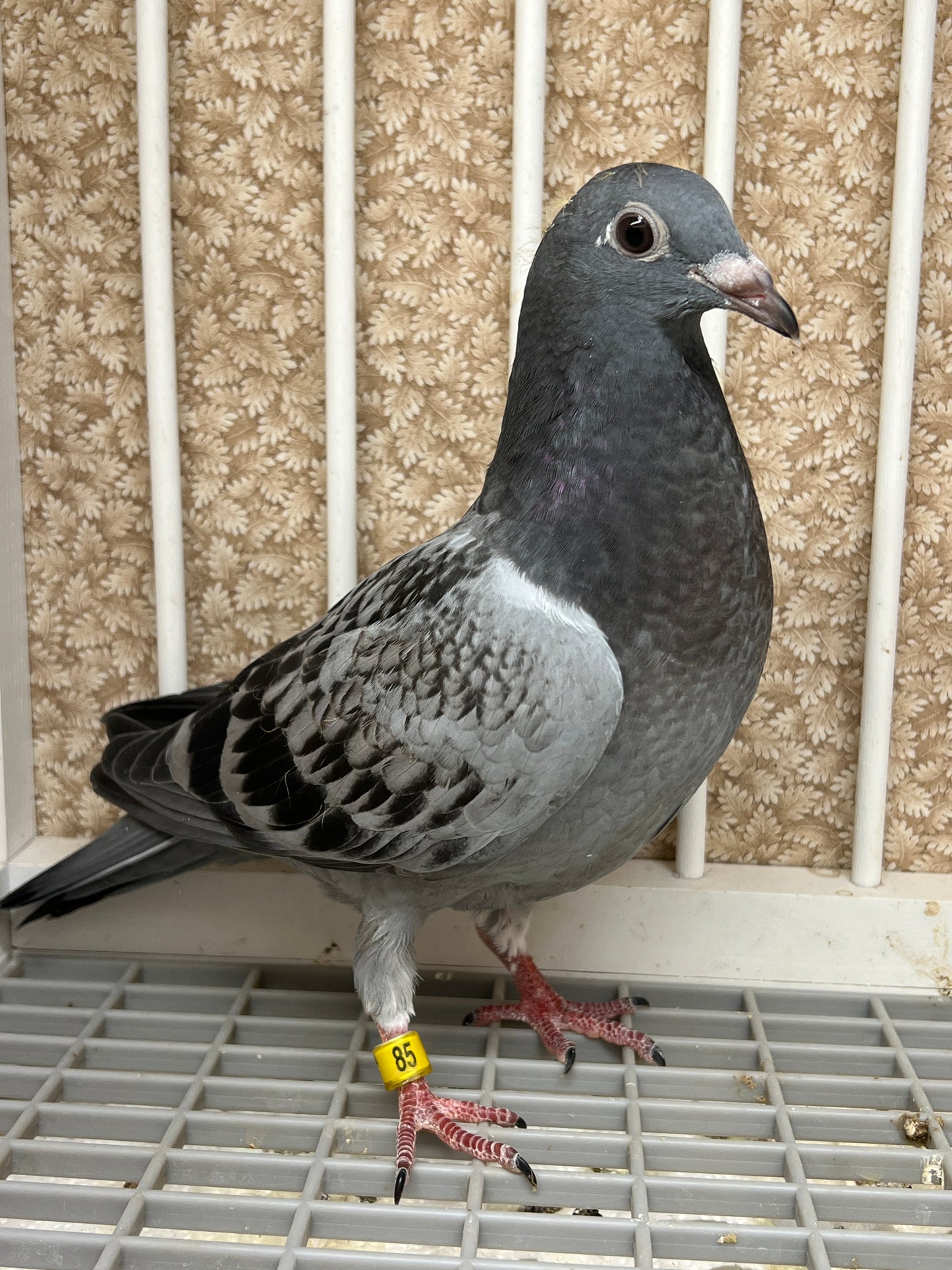 Kittel Racing Pigeon "ZORRO 85”