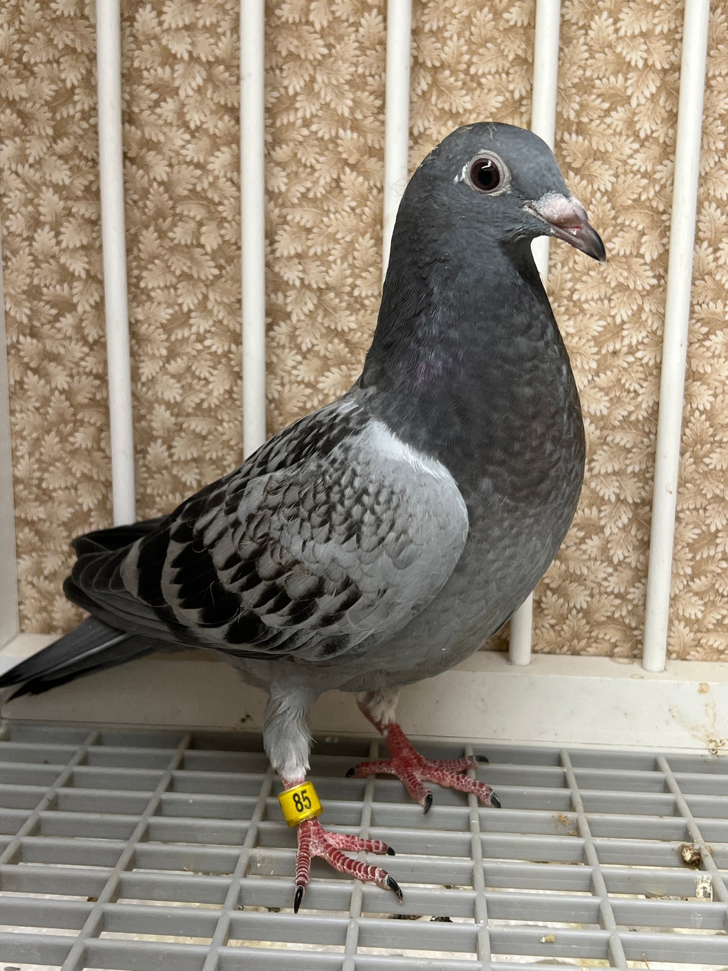 Kittel Racing Pigeon "ZORRO 85”