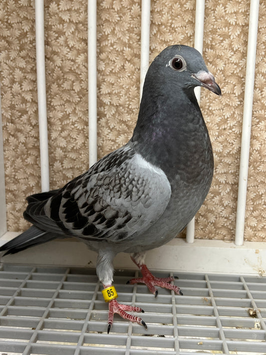 Kittel Racing Pigeon "ZORRO 85”