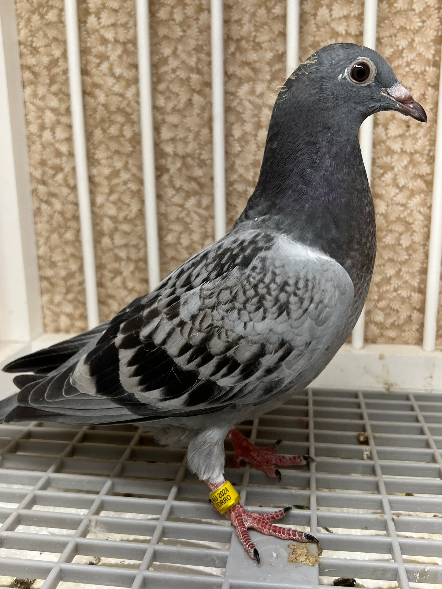 Kittel Racing Pigeon "ZORRO 85”