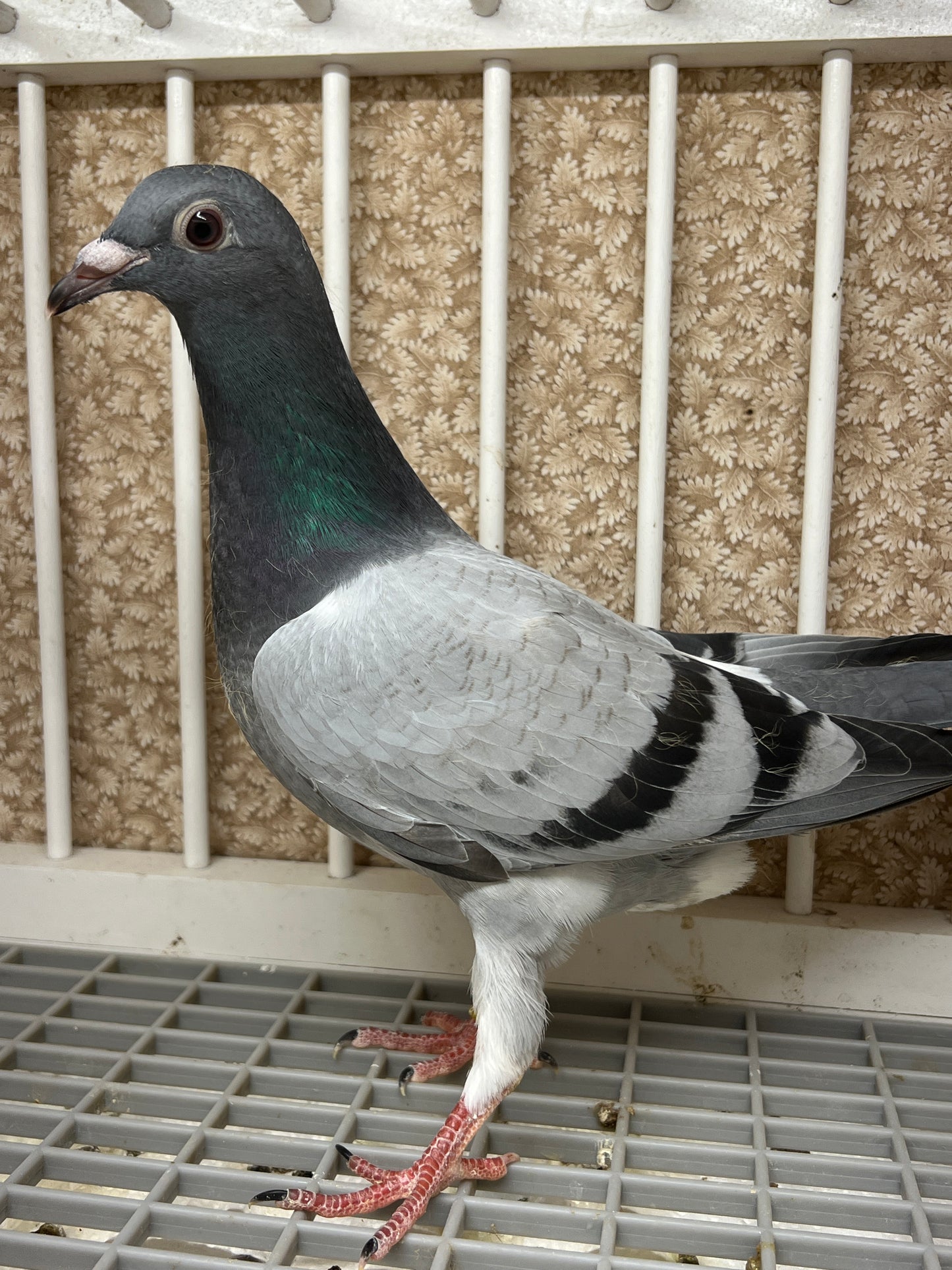 Kittel Racing Pigeon "ZORRO 86”