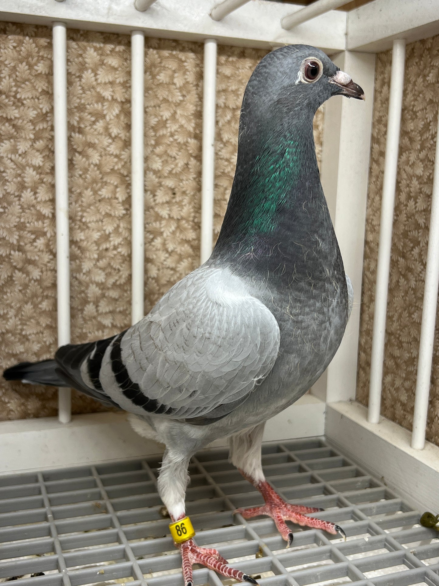 Kittel Racing Pigeon "ZORRO 86”