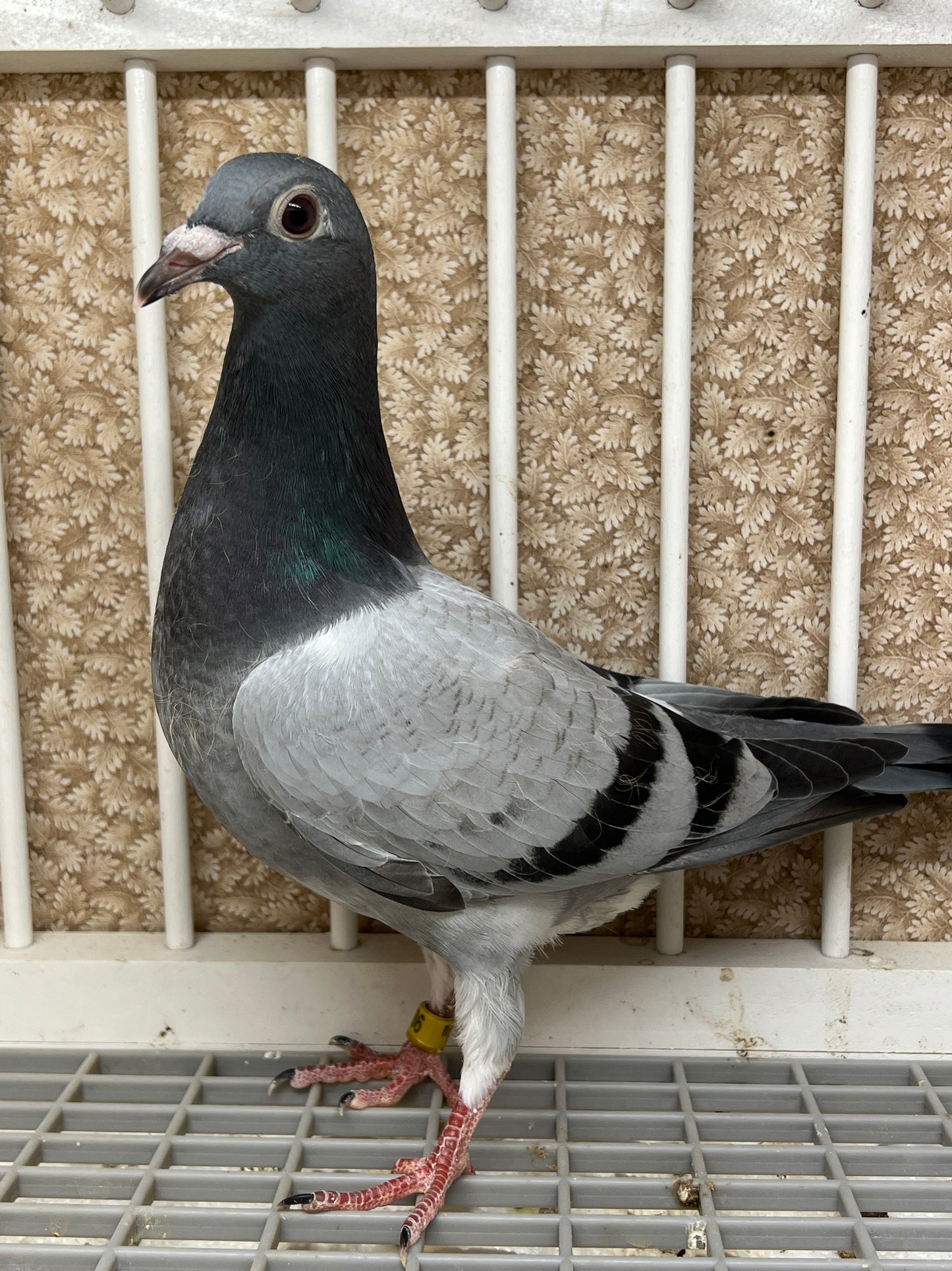 Kittel Racing Pigeon "ZORRO 86”