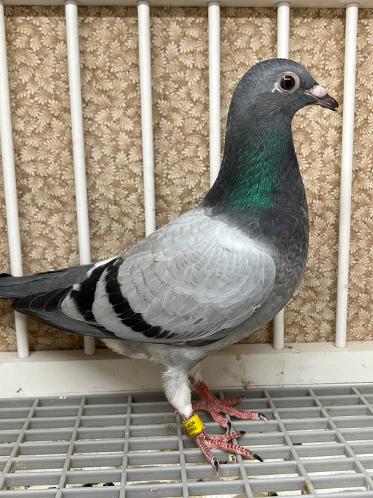 Kittel Racing Pigeon "ZORRO 86”