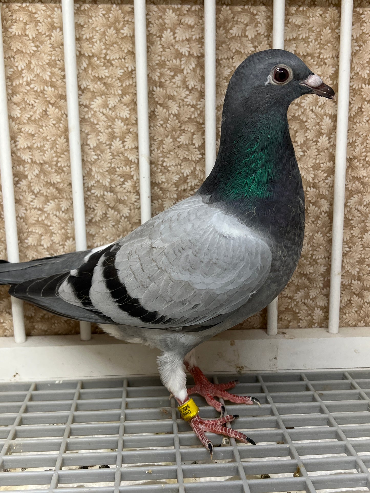 Kittel Racing Pigeon "ZORRO 86”