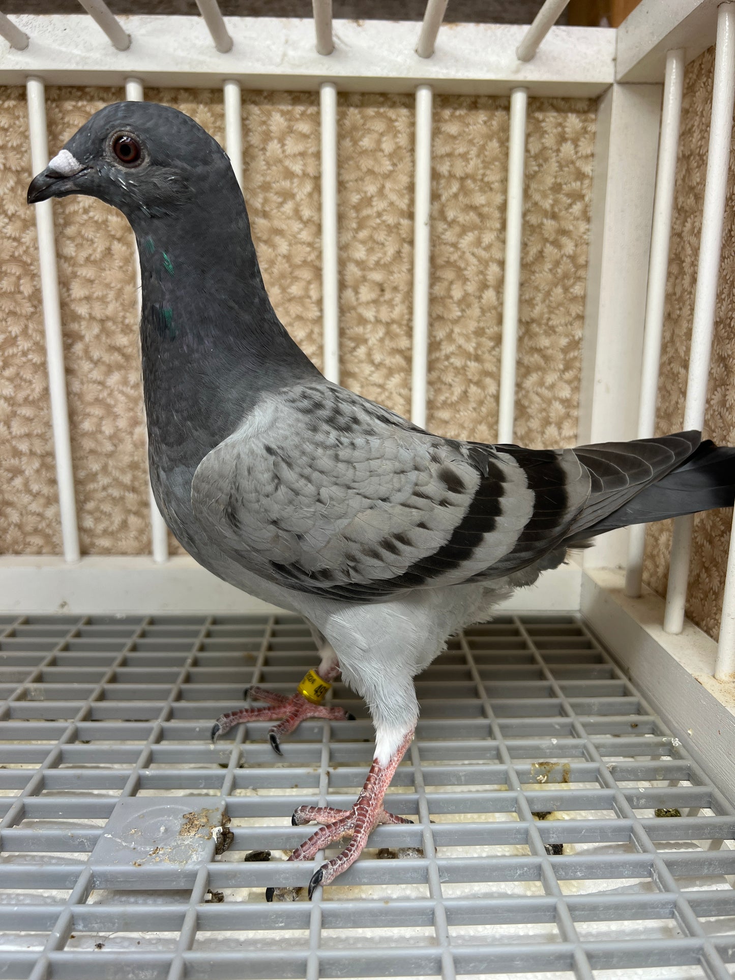 Smith Johnson X HVR Racing Pigeon "AU 49165”