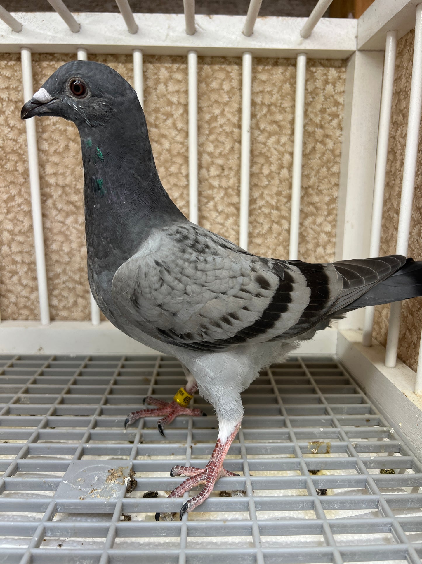 Smith Johnson X HVR Racing Pigeon "AU 49165”