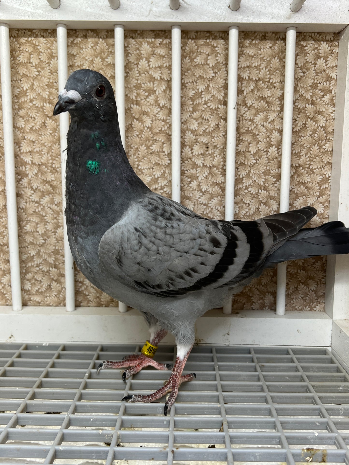 Smith Johnson X HVR Racing Pigeon "AU 49165”