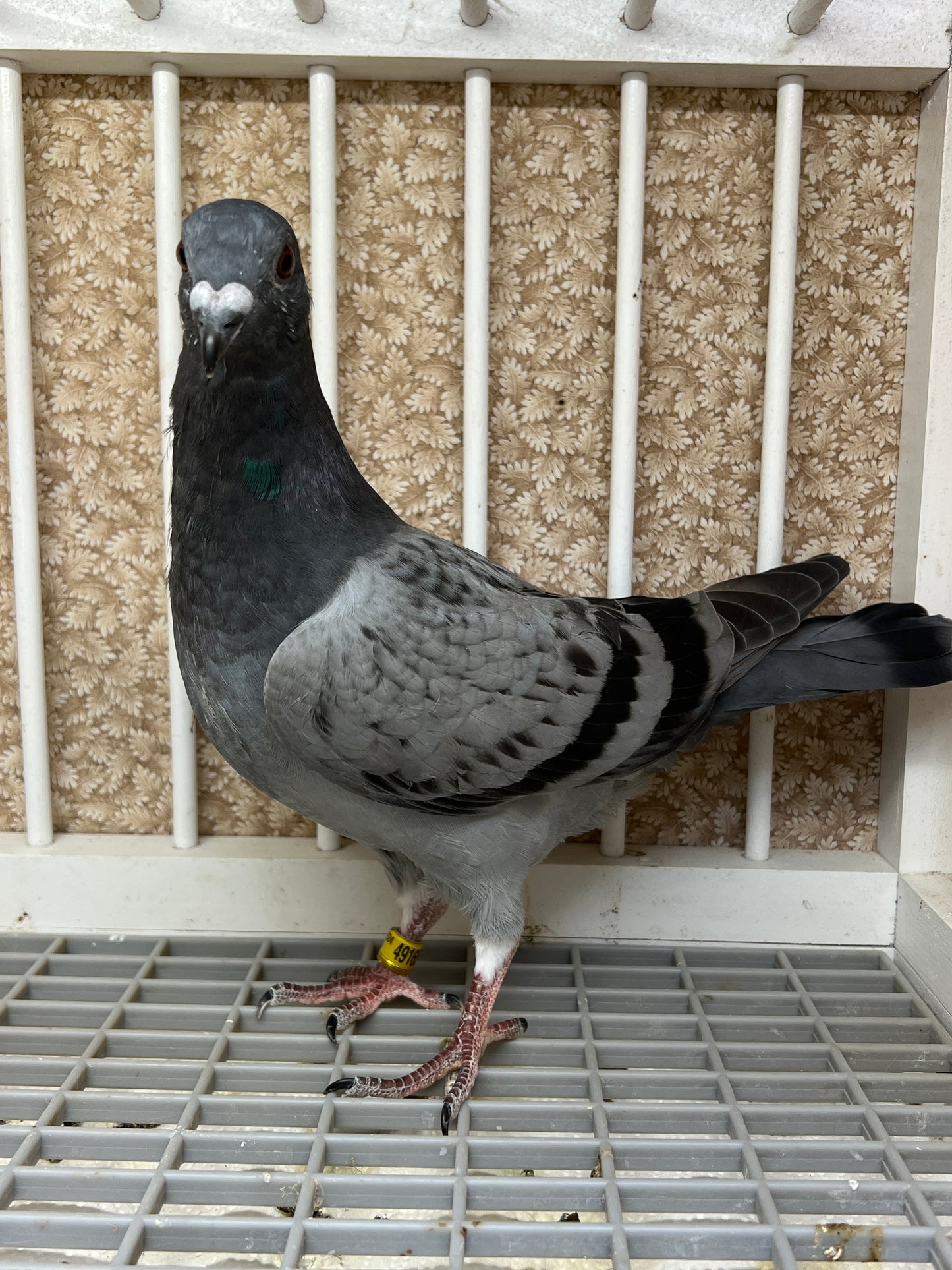 Smith Johnson X HVR Racing Pigeon "AU 49165”