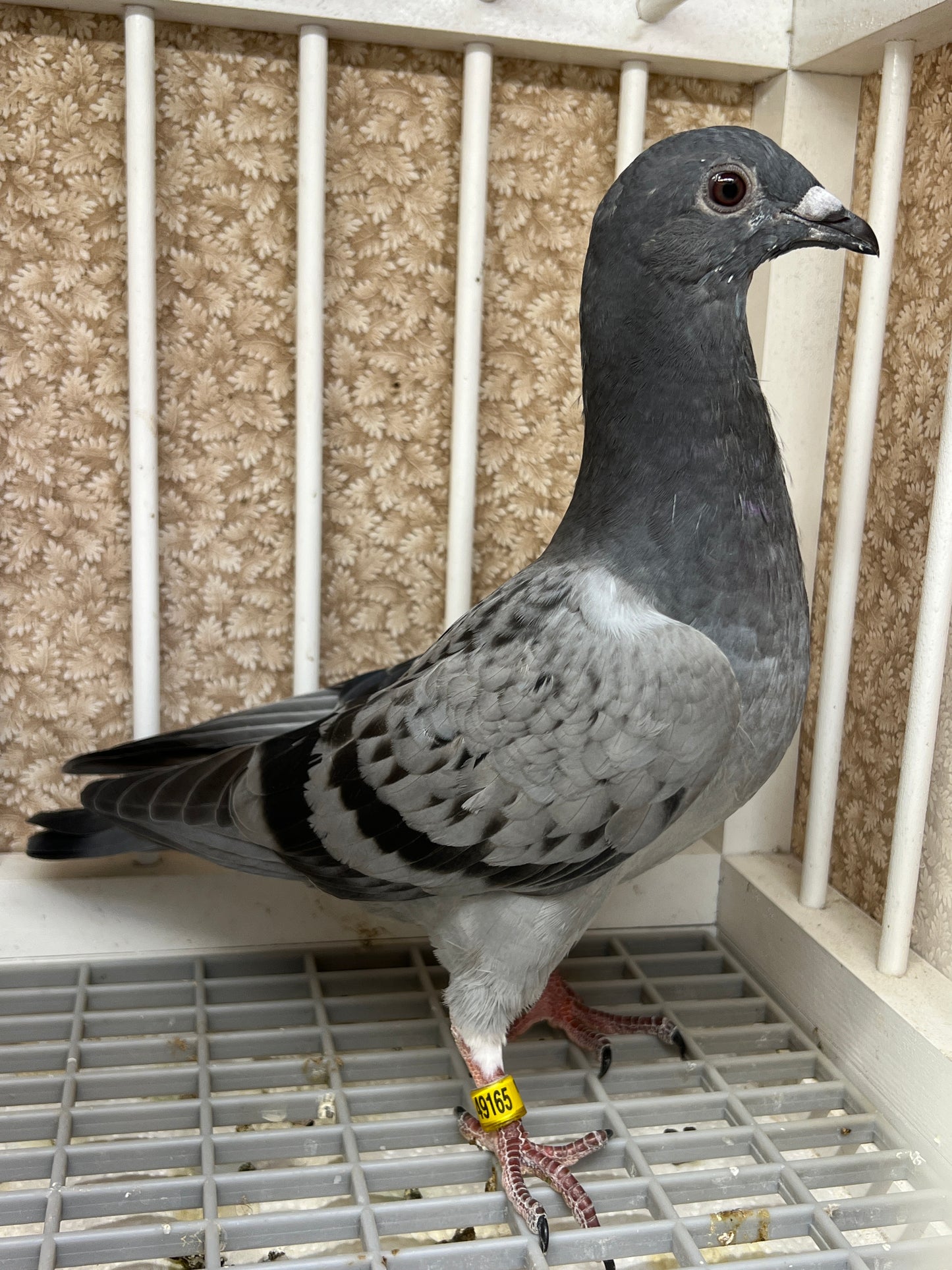 Smith Johnson X HVR Racing Pigeon "AU 49165”