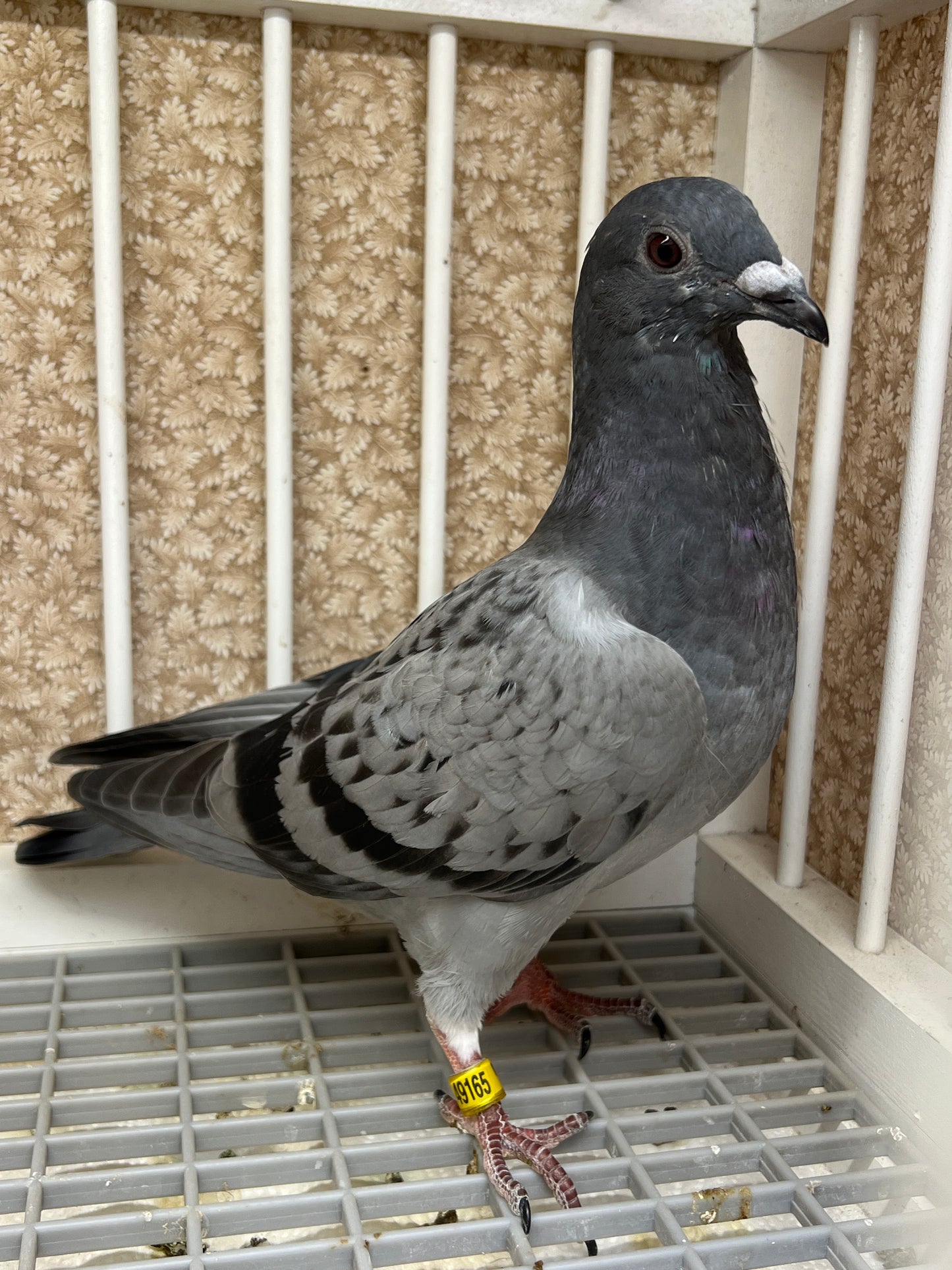 Smith Johnson X HVR Racing Pigeon "AU 49165”