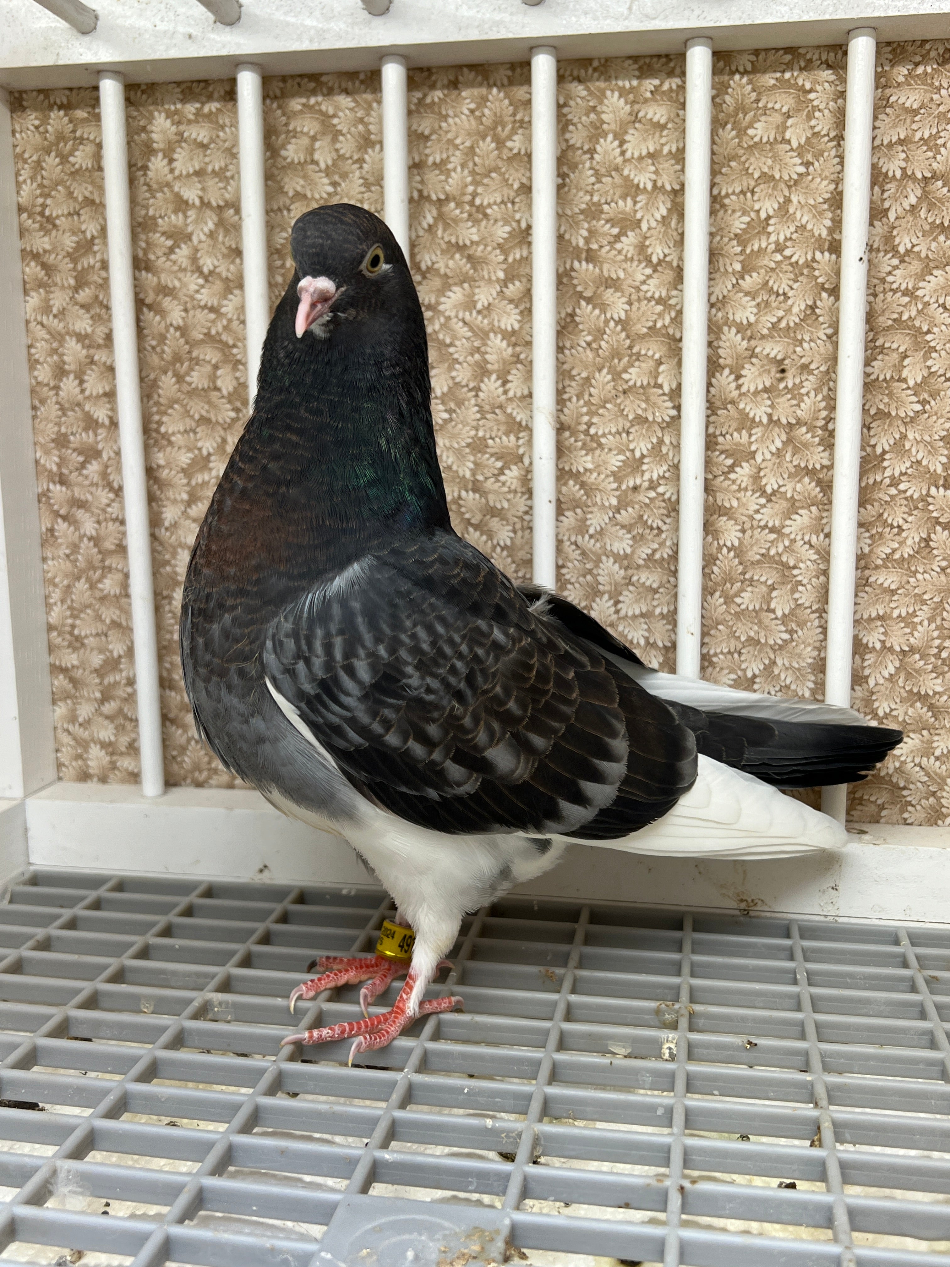 Birmingham Roller Pigeons for sale – Rocky Ridge Pigeons