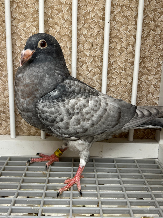 (Rubella) Racing Pigeon "AU 49176”