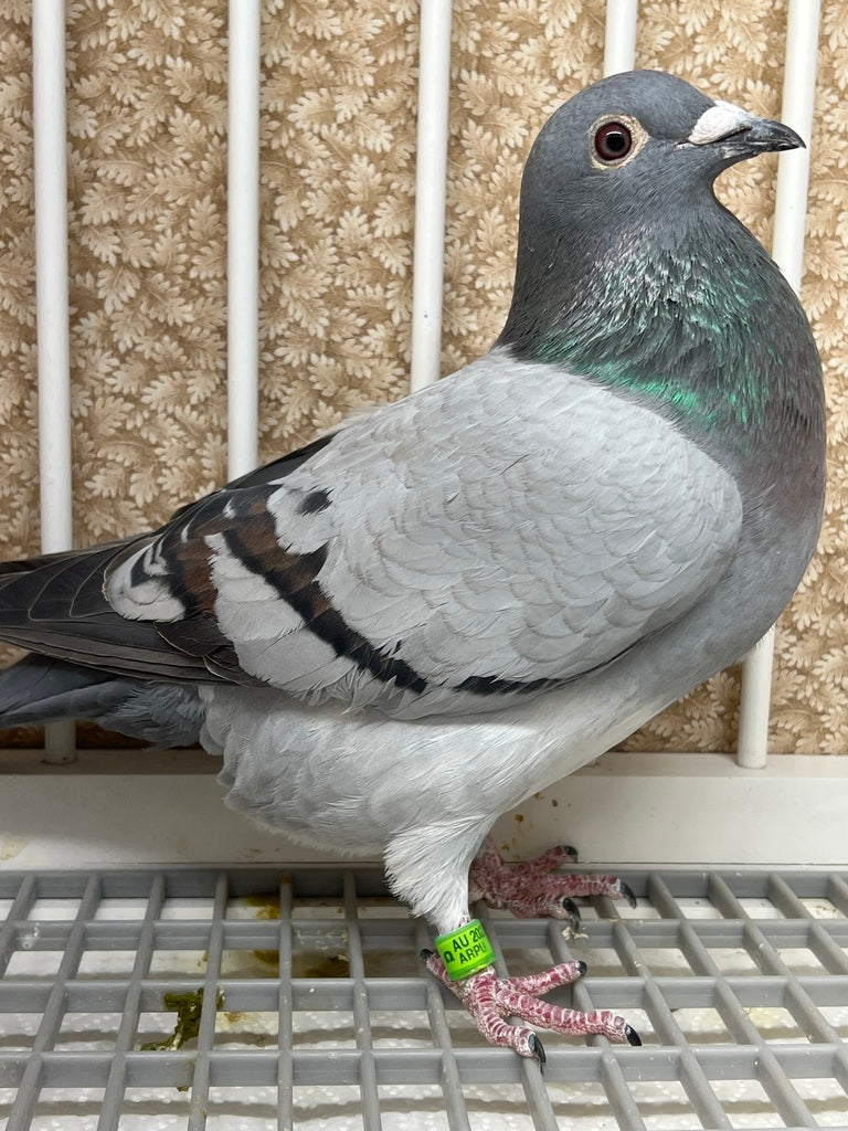 Meuleman Racing Pigeon – Rocky Ridge Pigeons