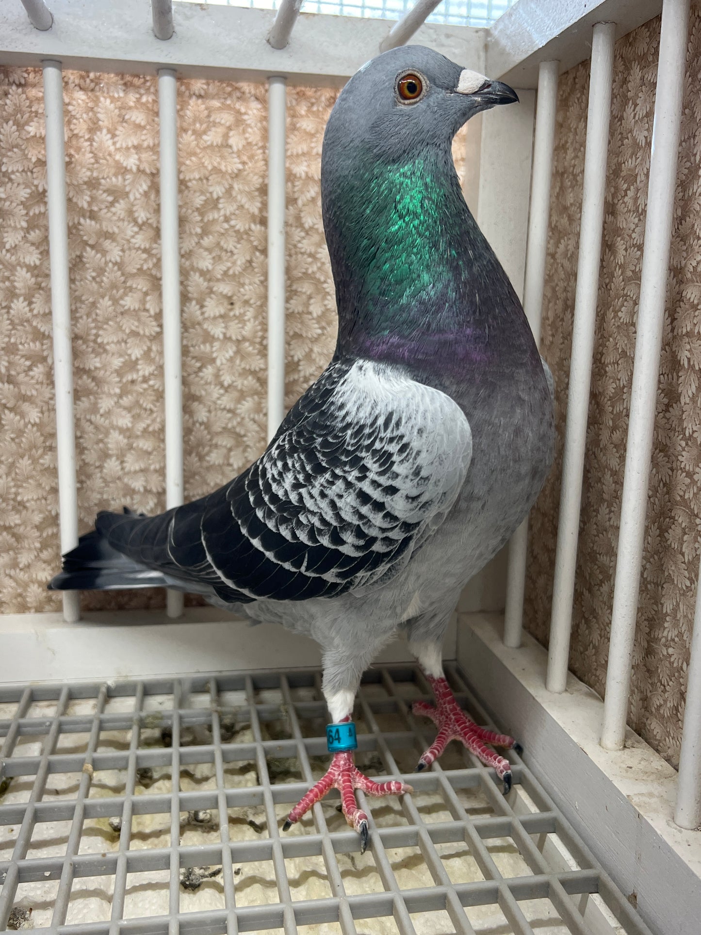 HVR Racing Pigeon (GRPC 5464)