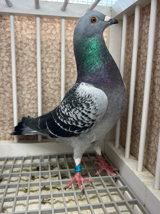 HVR Racing Pigeon (GRPC 5464)