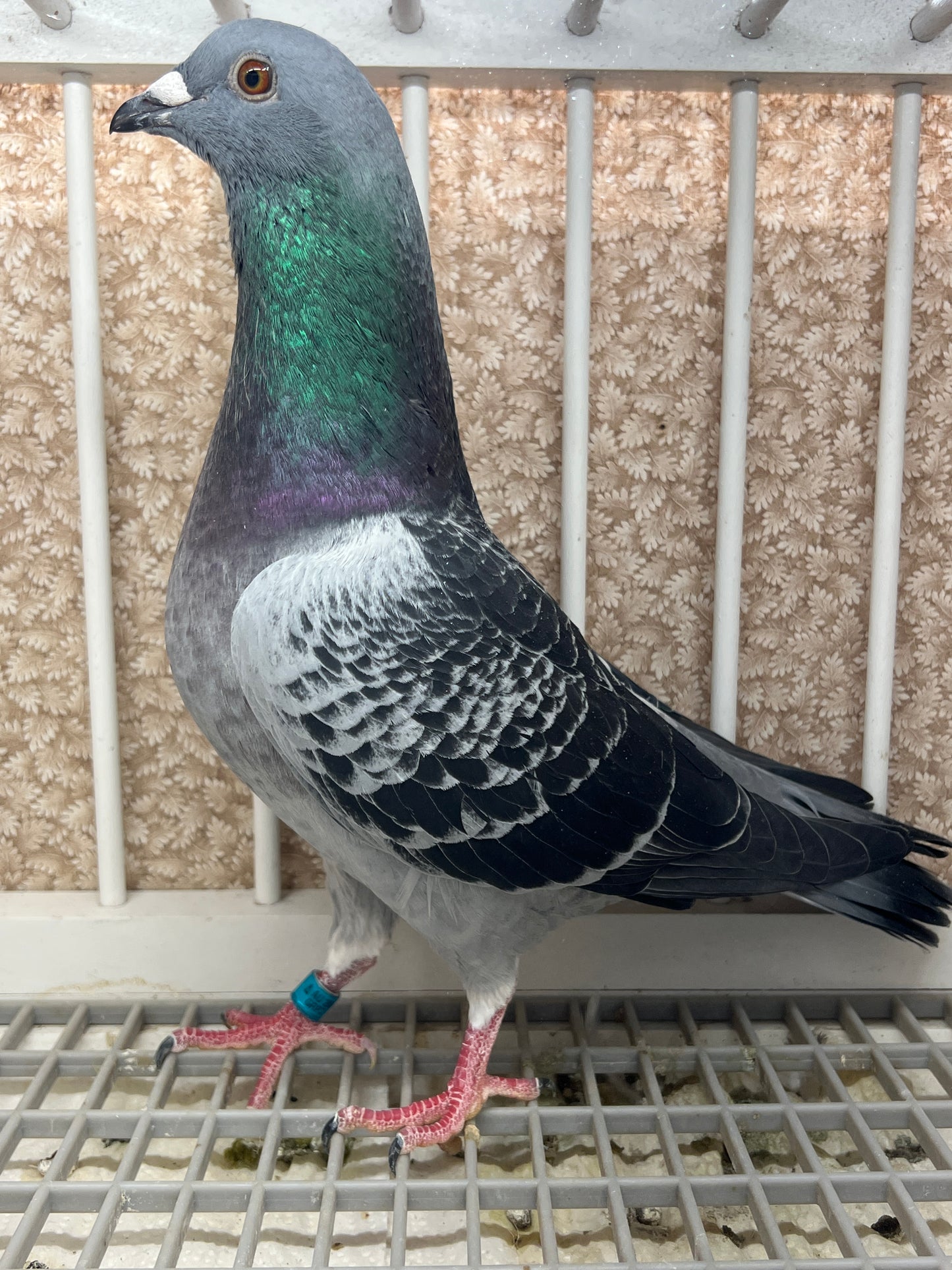 HVR Racing Pigeon (GRPC 5464)