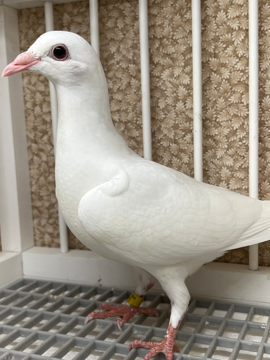 2024 Rocky Ridge White Pigeon "211”
