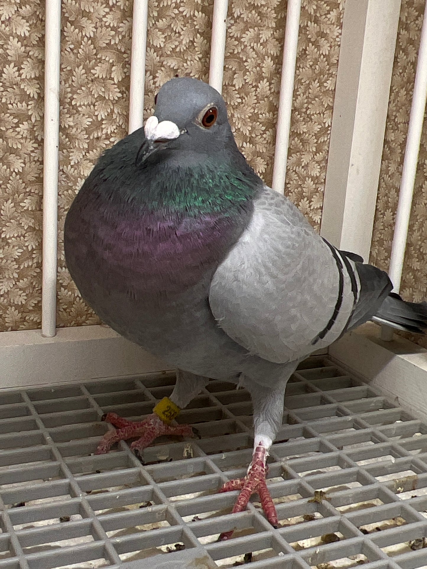 OLR Racing Pigeon "RRL 258”