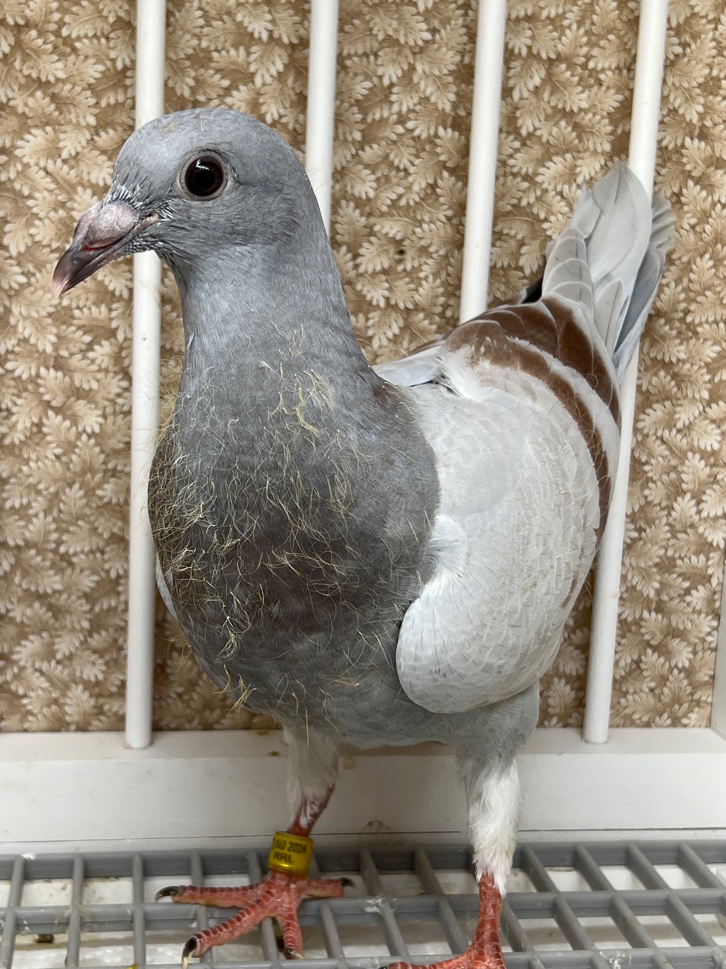 2024 Imbrecht Racing pigeon "214”(COCK)