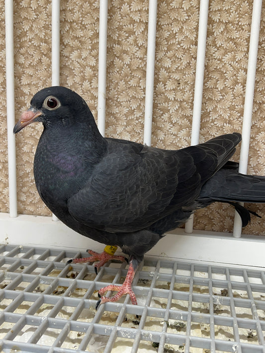 2024 Black Eagle Pigeon "RRL 201”