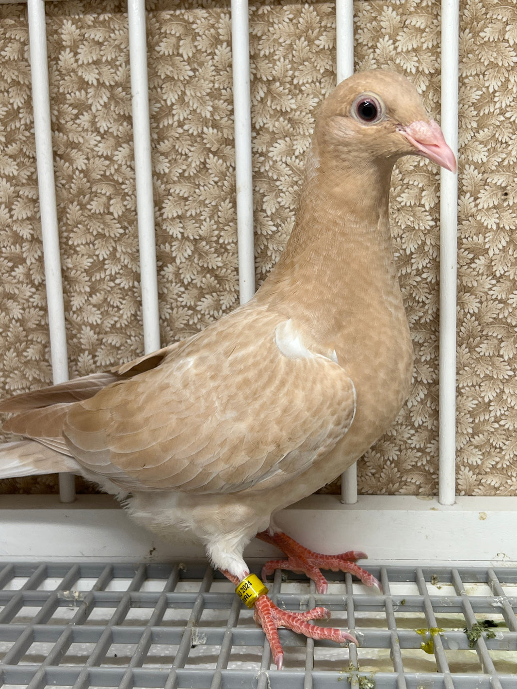 Trenton Racing Pigeons – Rocky Ridge Pigeons