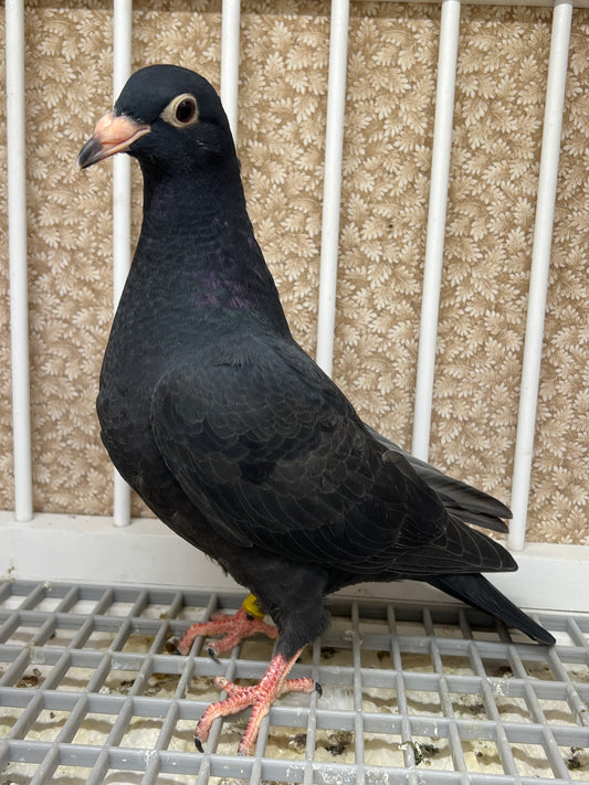 2024 Black Eagle Pigeon "RRL 190”