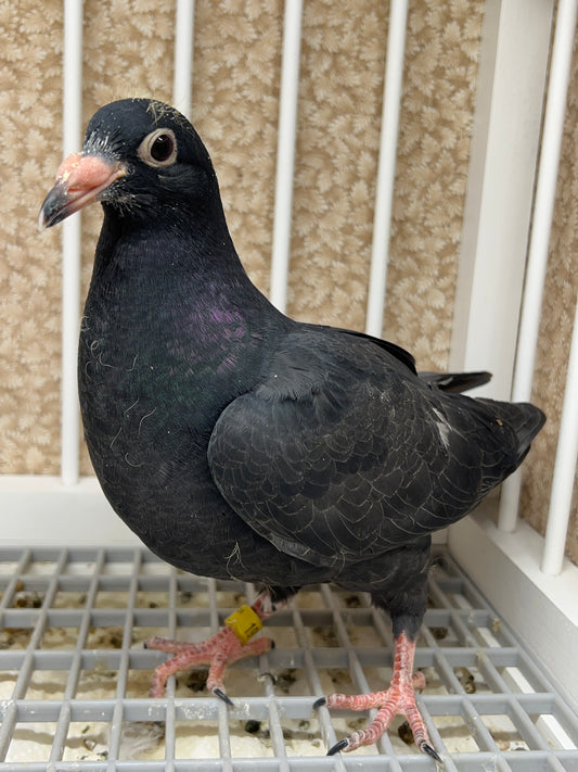 2024 Black Eagle Pigeon "RRL 191”
