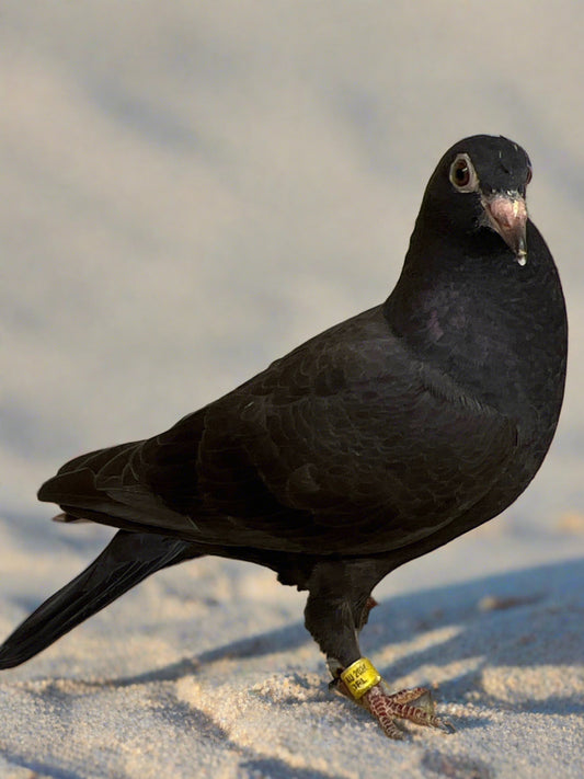 2024 Black Eagle Pigeon "RRL 196”