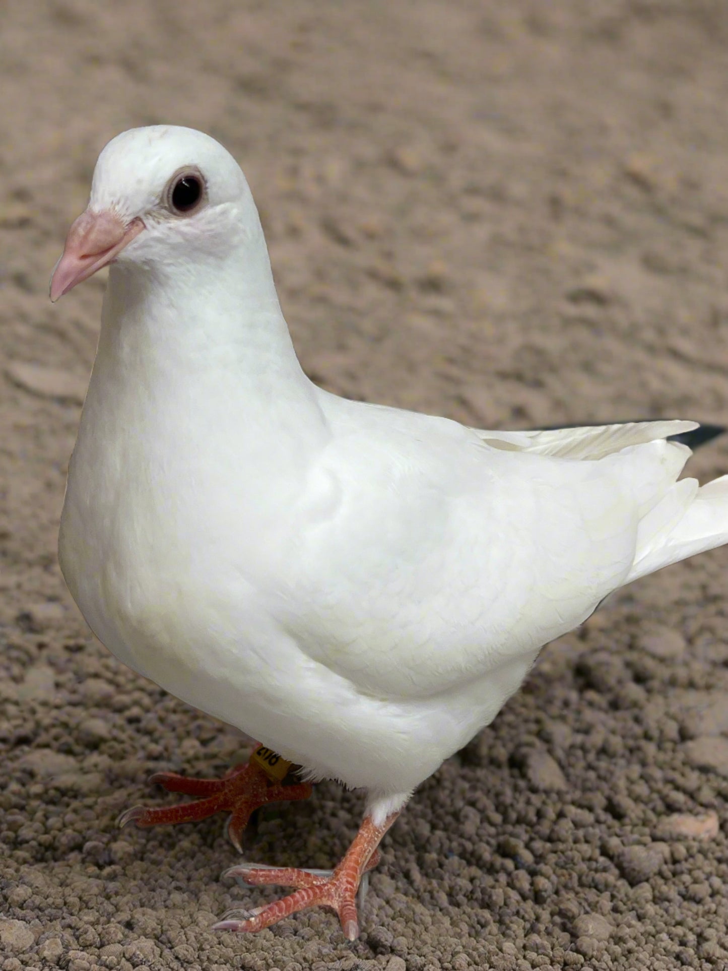 2024 Rocky Ridge White Pigeon "208”