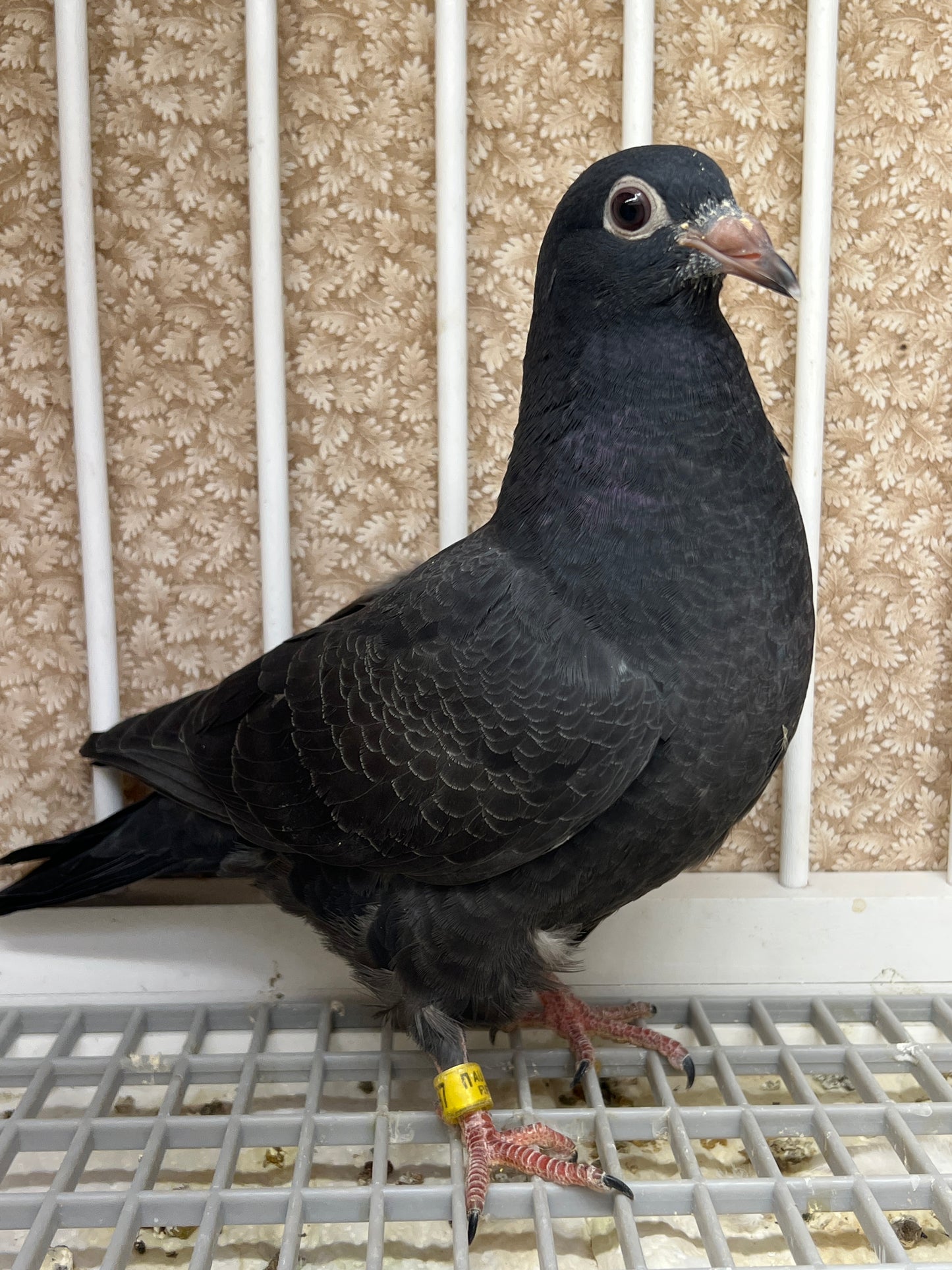 (Sold)2024 Black Eagle Pigeon "RRL 197”(SOLD)
