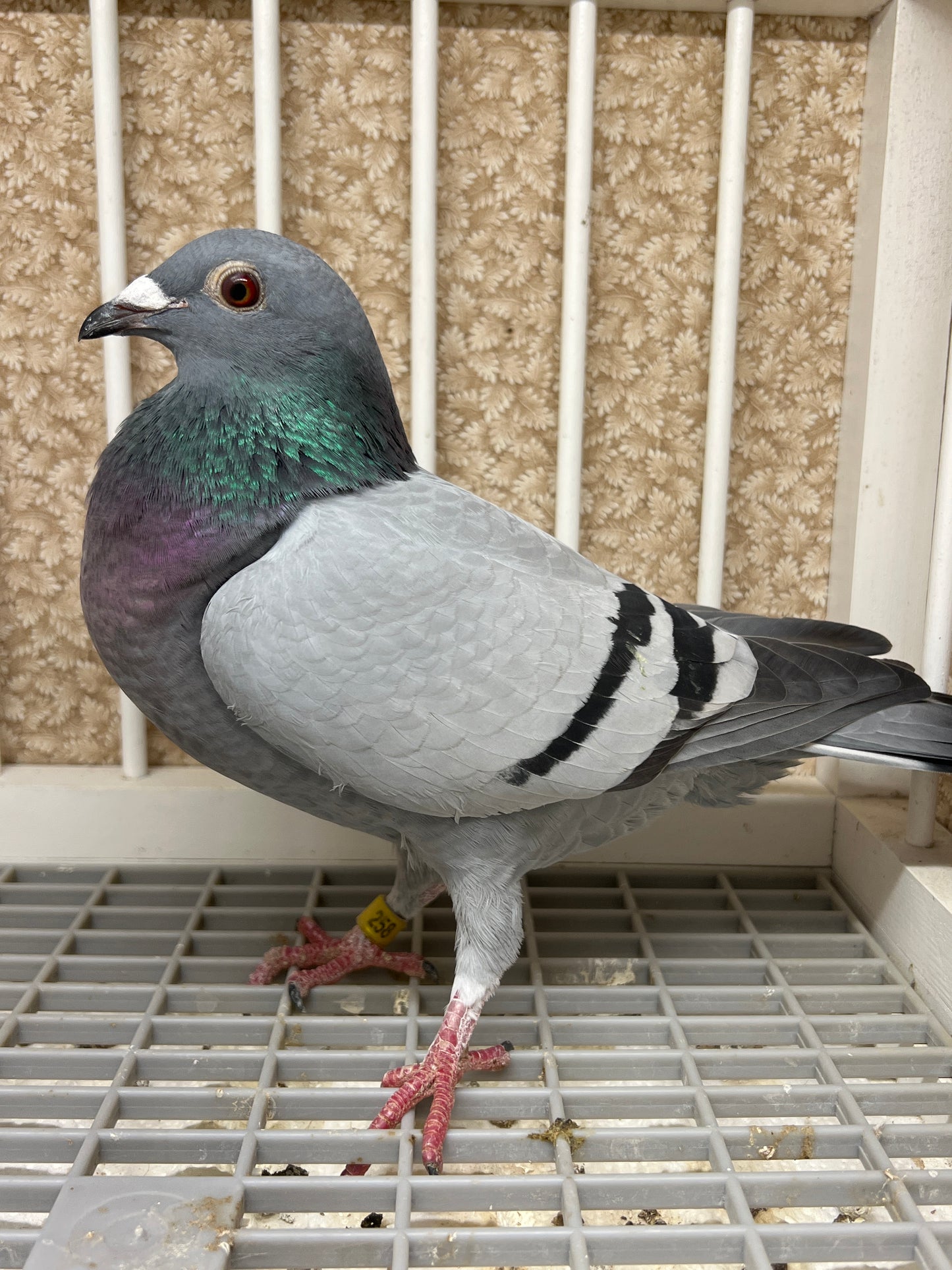 OLR Racing Pigeon "RRL 258”